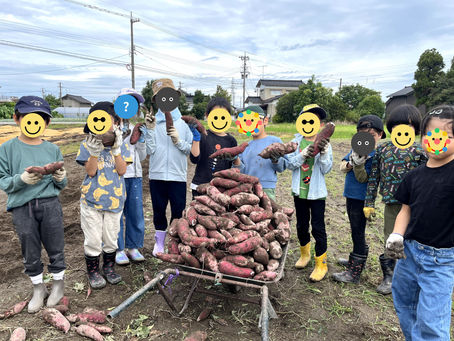 雨上がりの芋掘り体験