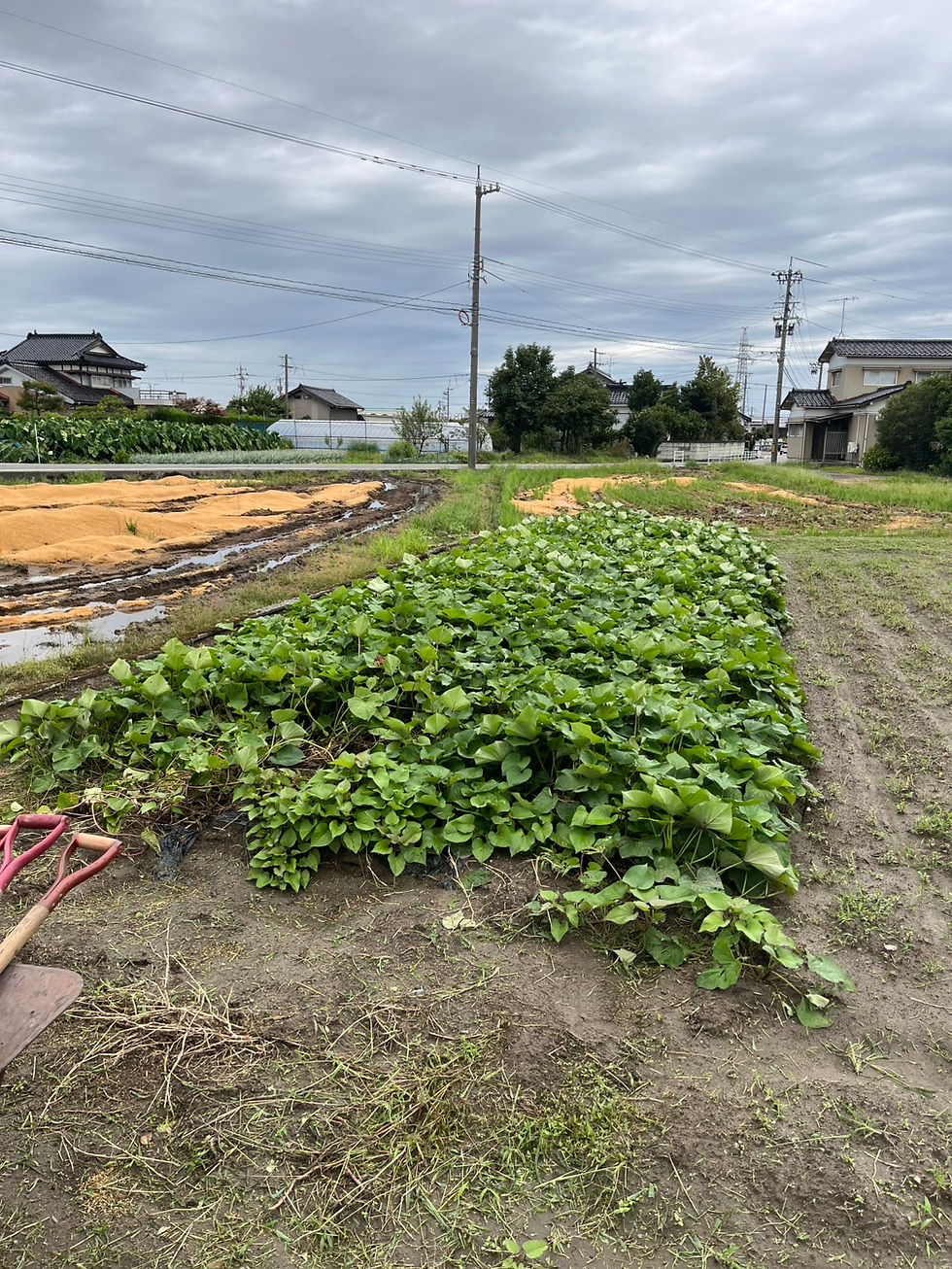 つるが茂った状態