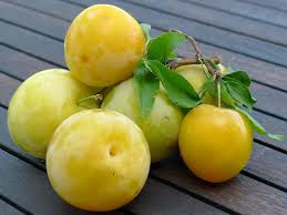 Susino Sorriso di primavera, pianta di 2-3 anni, prunus domestica