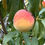 Miniatura: Percoco Baby Gold 7, pianta di 2-3 anni, Prunus persica