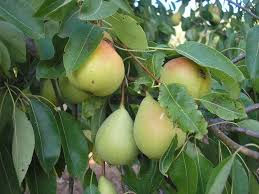 Pero Favarsa, pianta di 2-3 anni, Pyrus Communis