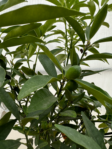 Pianta di Kumquat Mandarino Cinese Albero di Agrumi Kumquat tondo Fortunella Japonica in Vaso da 20 cm Altezza 70 cm 2-3 Anni di innesto Made Italy Pianta di Kumquat Mandarino Cinese Albero di Agrumi Kumquat tondo Fortunella Japonica in Vaso da 20 cm Altezza 70 cm 2-3 Anni di innesto Made Italy