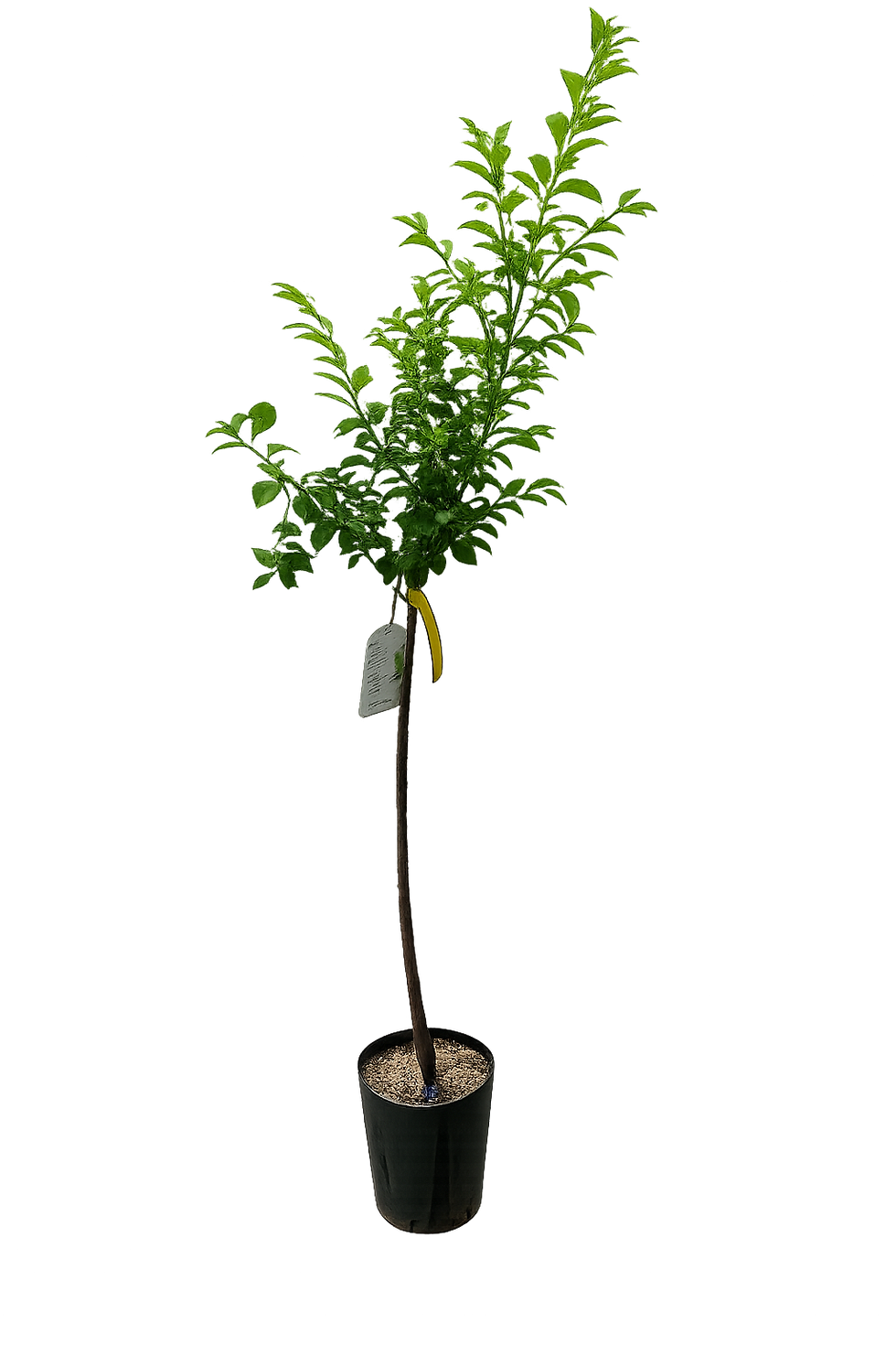 Miniatura: Pianta di Susino October Sun alta 140-170 cm in vaso