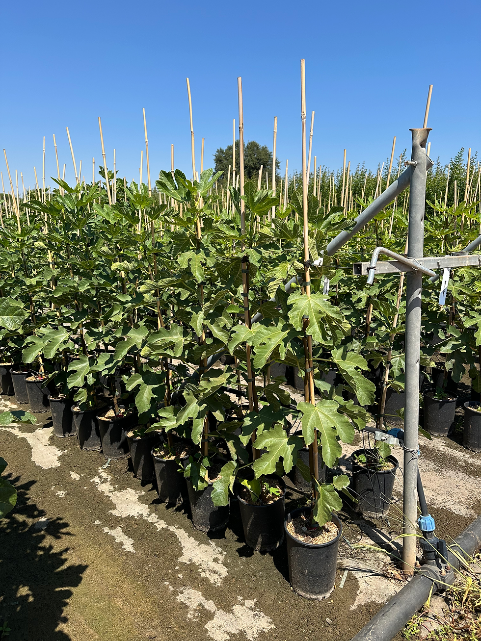 Miniatura: Fico Turca, pianta di 2-3 anni, ficus carica