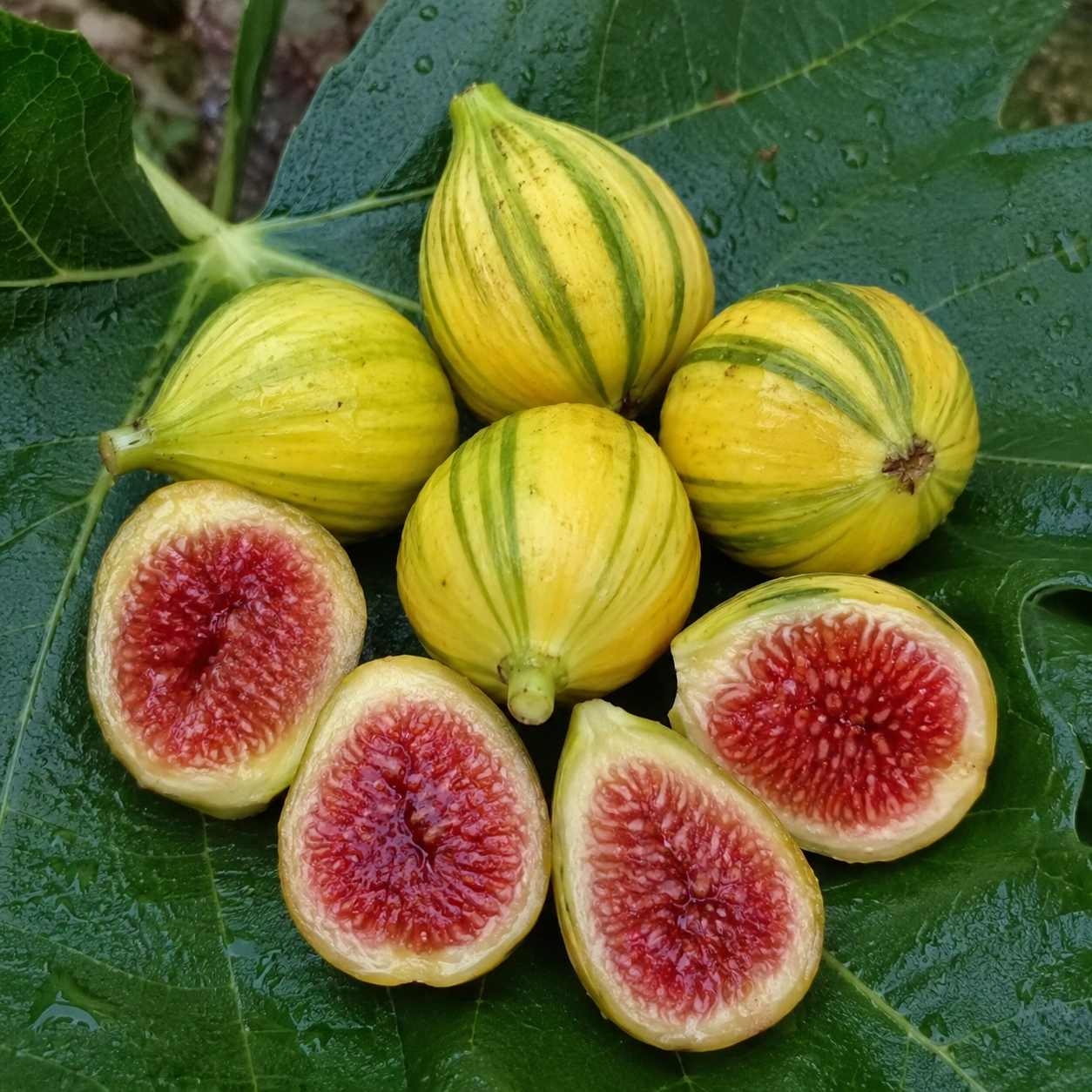 frutti fico Panascè