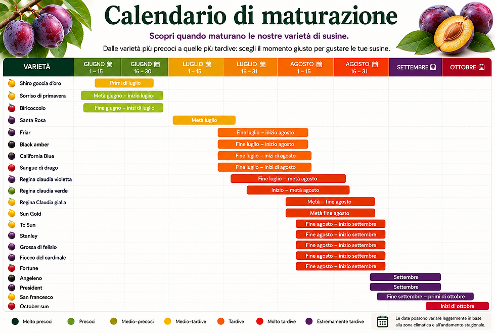 Calendario maturazione susine.png