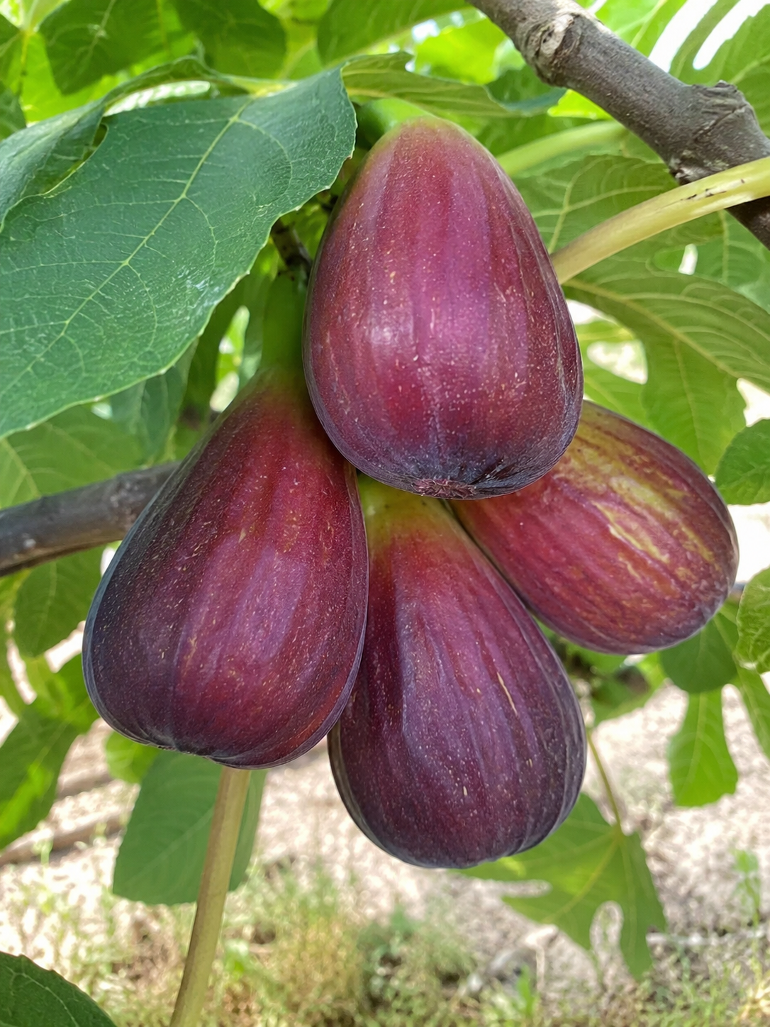 frutti di fico Del Portogallo