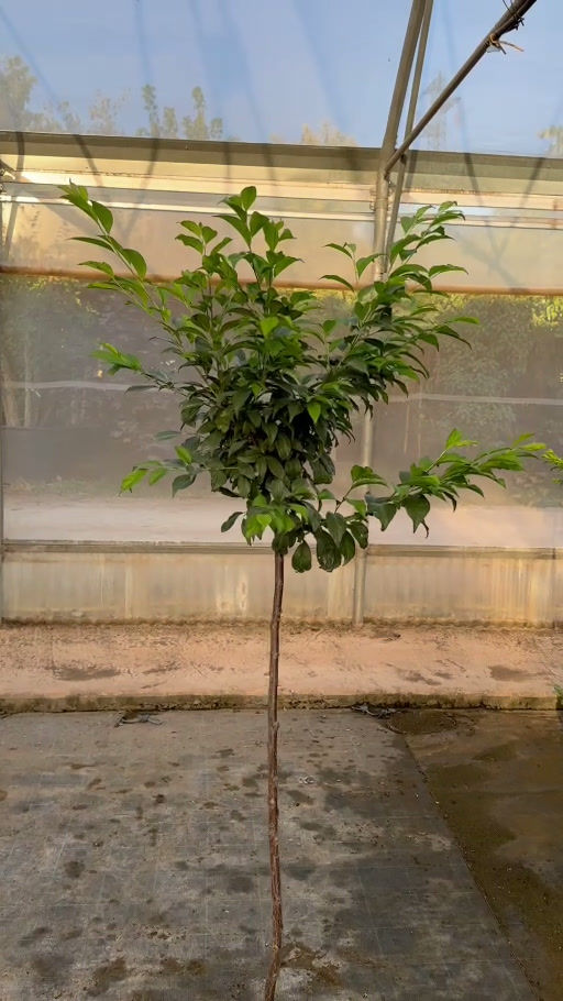 Miniatura: Video Pianta di Susino alta 140-170 cm in vaso
