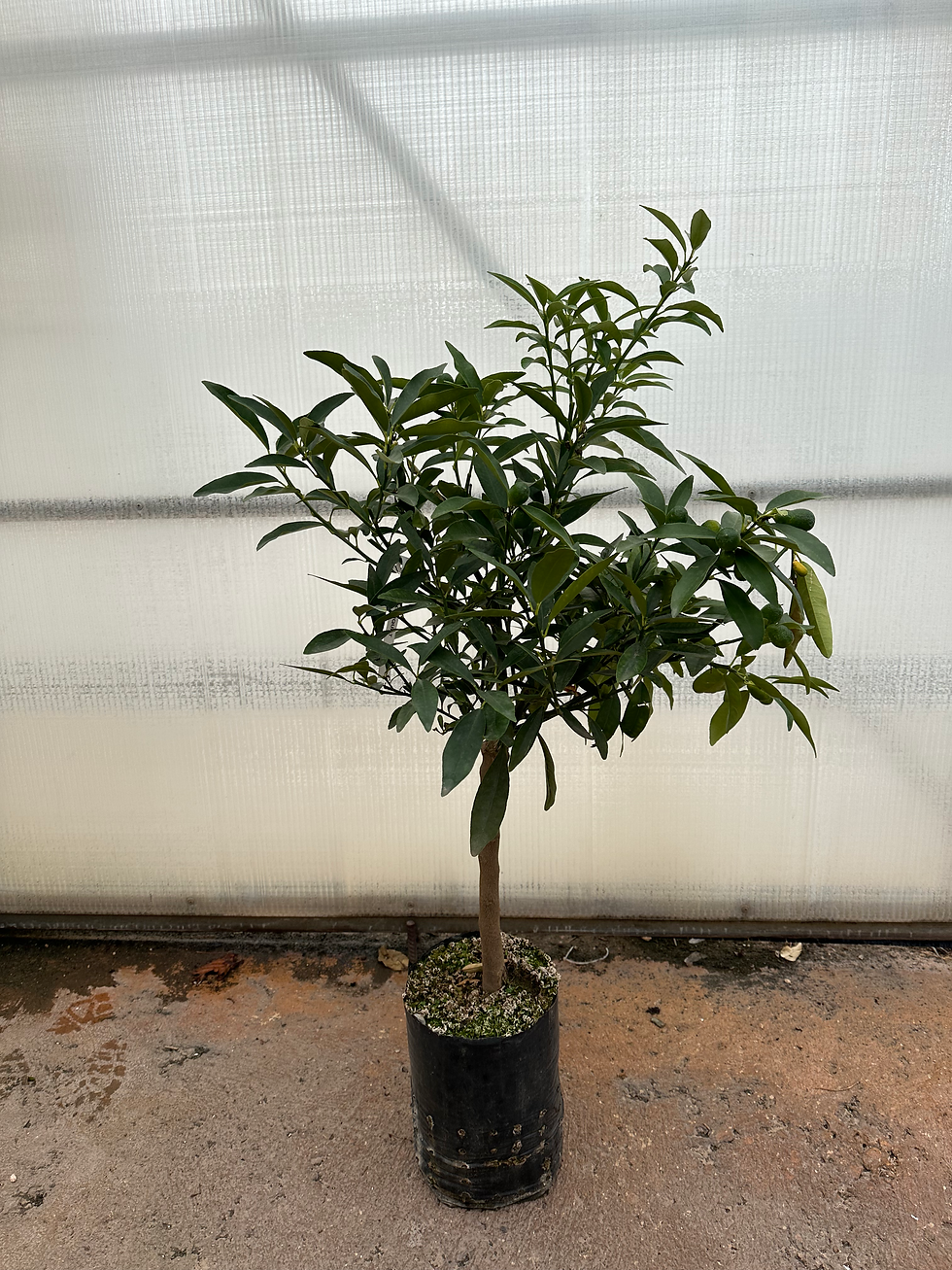 Miniatura: Pianta di Kunquat in fitocella. età 2 anni