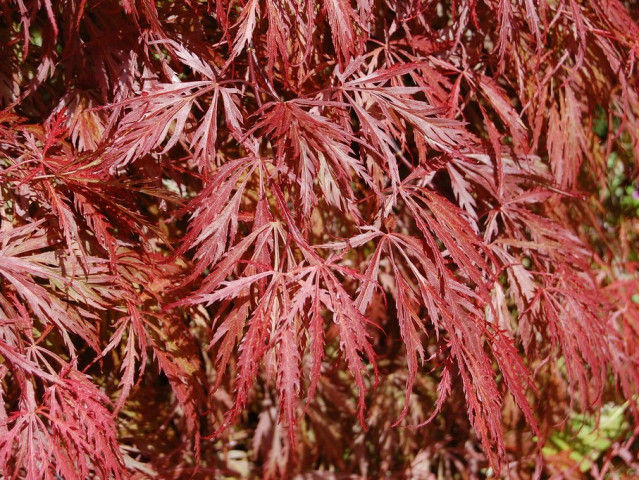 Miniatura: Pianta di acero, varietà a scelta tra Garnet e Osakazuki in vaso 14 cm