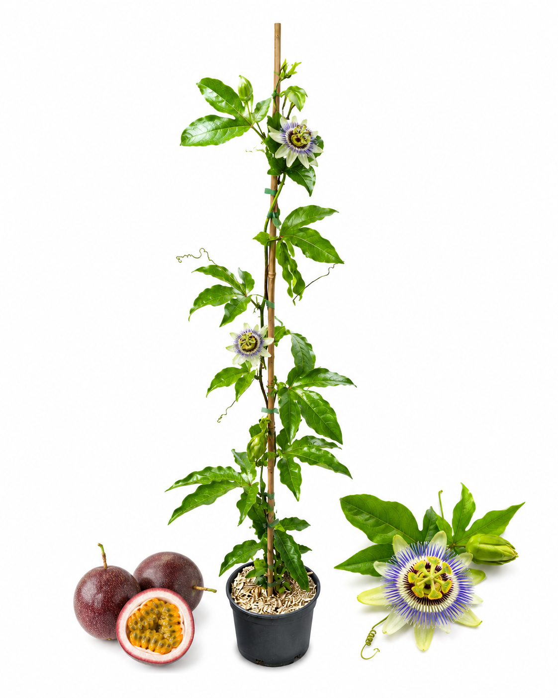 Passiflora edulis (Maracuja) – Pianta del Frutto della Passione in Vaso