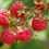 Miniatura: Pianta di lampone Rosso, Giallo e Nero. Età 2 anni. Rubus Idaeus