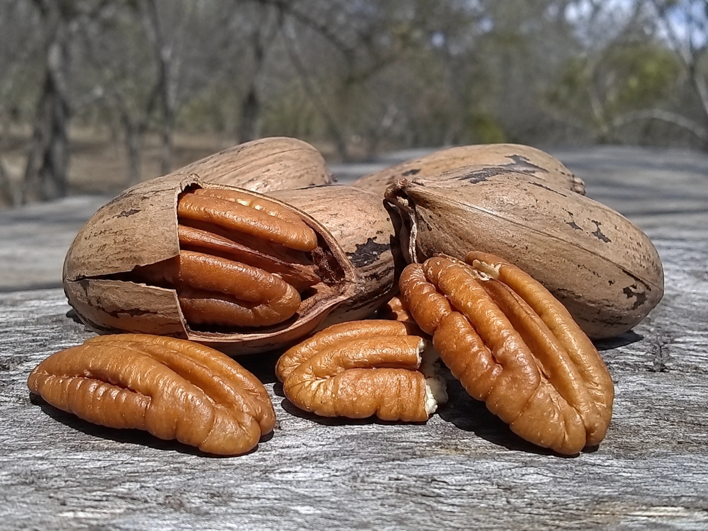 frutto Noce Pecan Carya illinoinensis