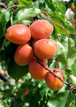 Albicocco Precoce