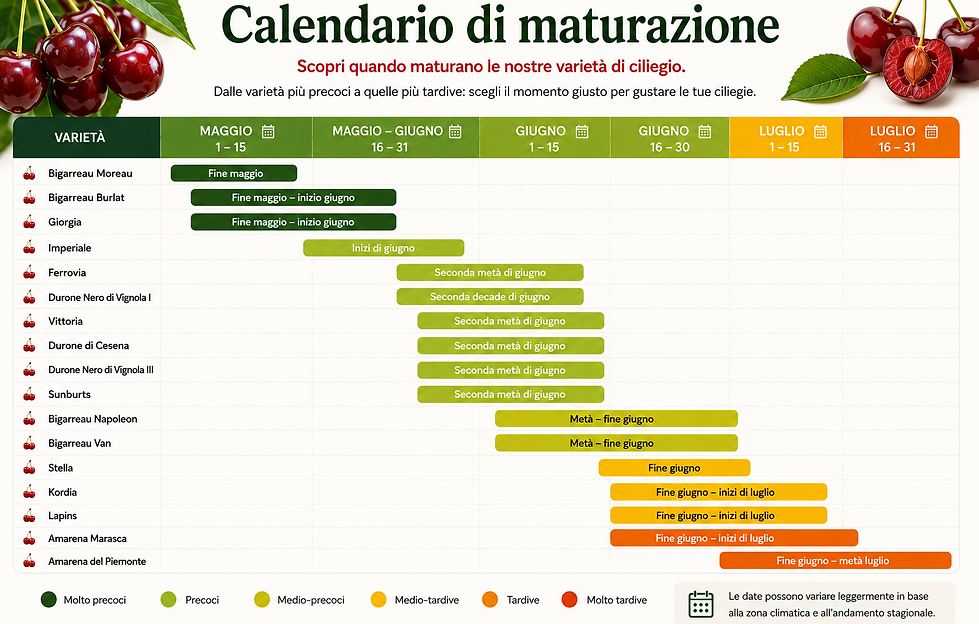 Calendario maturazione ciliegie