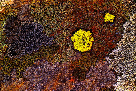 Crustose Lichens on Rock #1