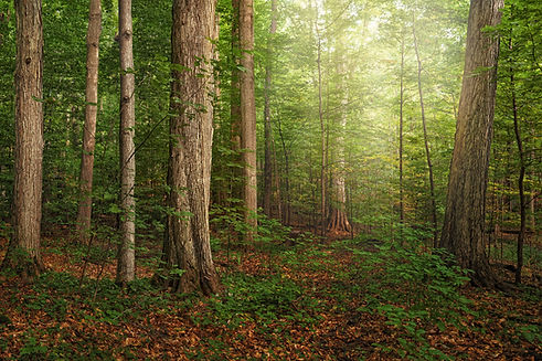 Sacred Grove forest