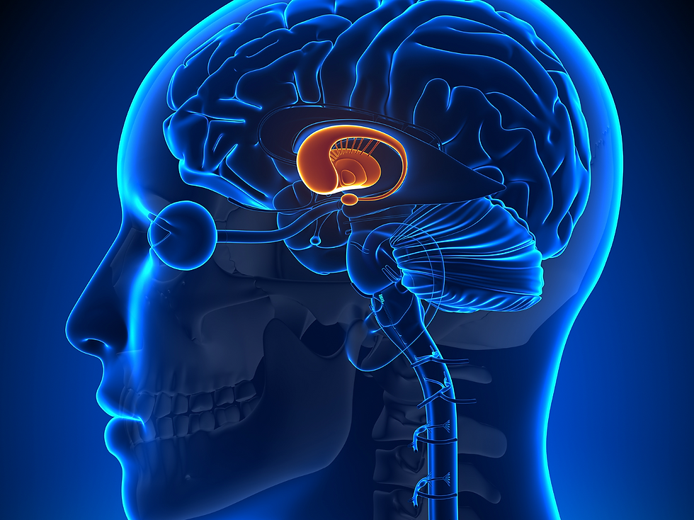 Photo of the human brain with basal ganglia highlighted