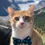 Thumbnail: Colourful Spots on Blue Pet Bow Tie / Cat Bow Tie/ Dog Bow Tie / Hai