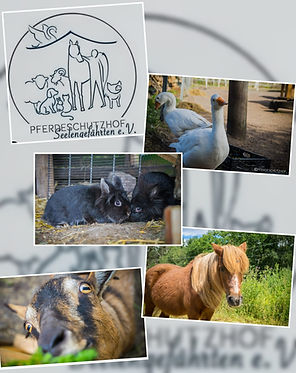 Collage 1 Pferdeschutzhof .jpeg