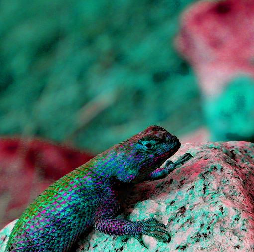 Thumbnail: Neon Desert Collection