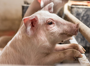 Wean Finish Pork.jpeg