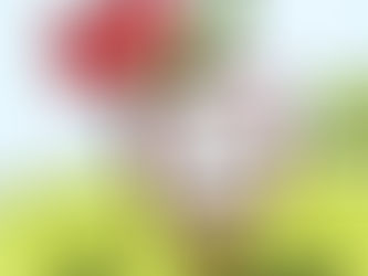 8th Gr. ELA (Mar. 17-19)