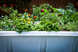 Flowers Growing in the 20