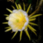 Thumbnail: Rooted Yellow Dragon Fruit (Hylocereus megalanthus) 12" to 24"+ Inch
