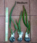Thumbnail: Rooted Yellow Dragon Fruit (Hylocereus megalanthus) 12" to 24"+ Inch