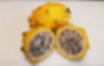 Thumbnail: Rooted Yellow Dragon Fruit (Hylocereus megalanthus) 12" to 24"+ Inch