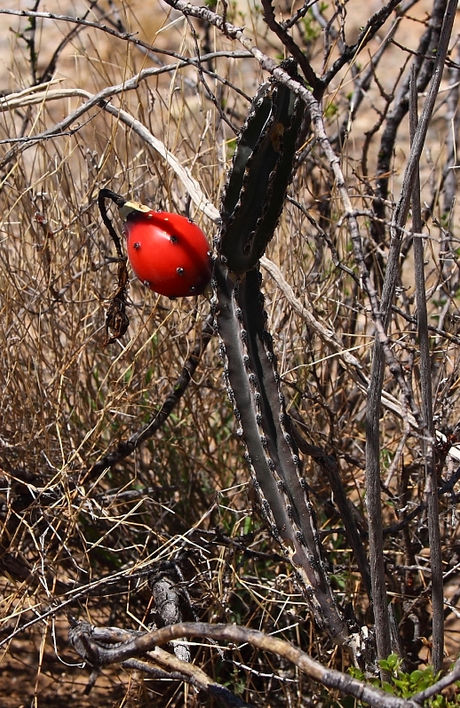 Native Cactus Fruit of Florida and the Southwest