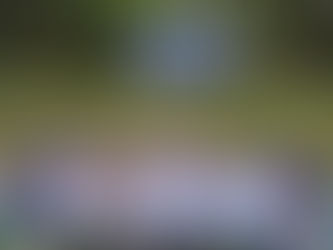 Cats Softball Ends Season As Champions