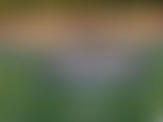 Cheshire Boys' Lacrosse Comes Up Short Against Rival In SCC Final