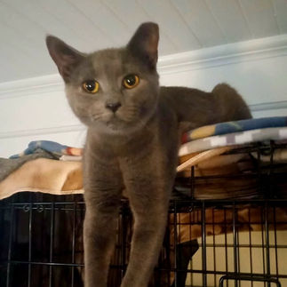 Adopt Cole