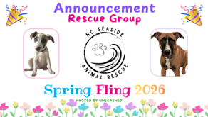 Seaside Animal Rescue - Saving Pets in Need