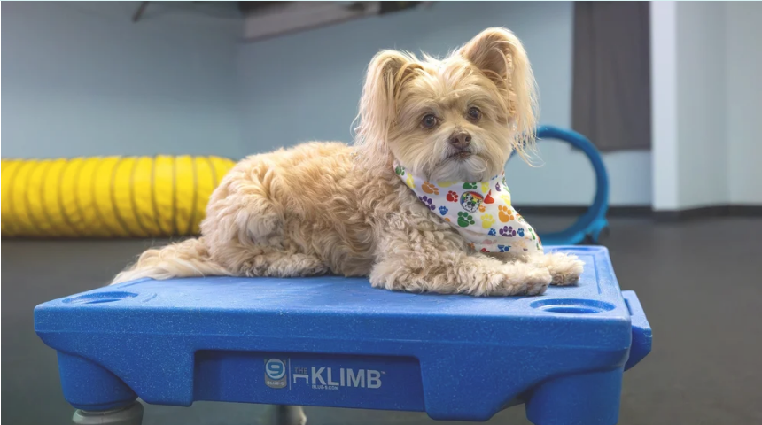 Dog Training at All Dogs Allowed