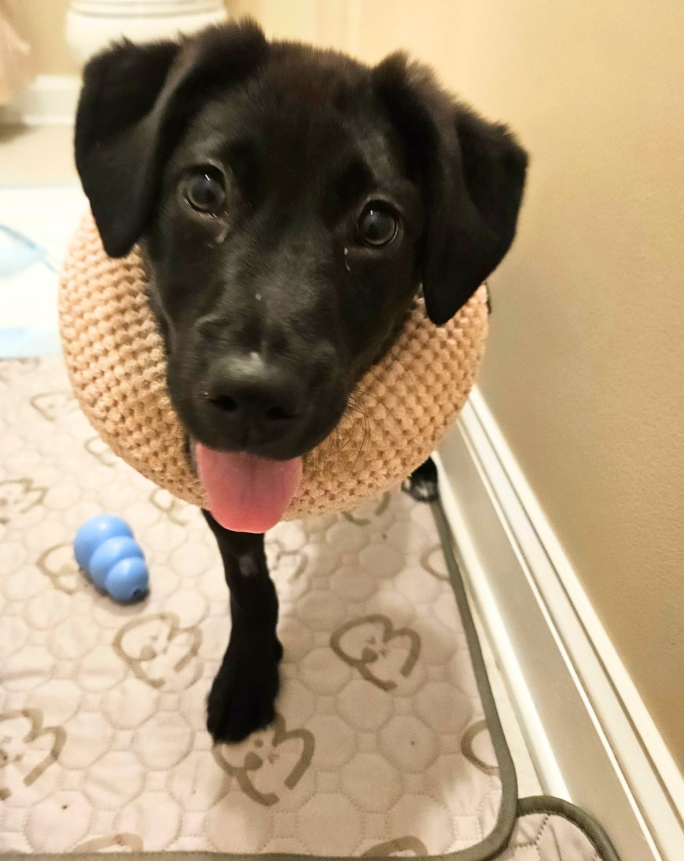 Vote for Clover: https://www.facebook.com/share/p/1CXqxXwQ6e/