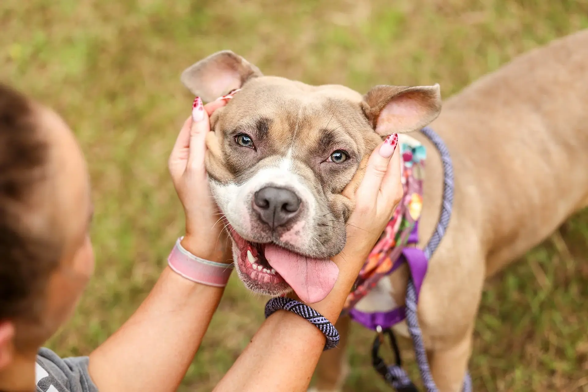Goal: Keep Pets with Their People