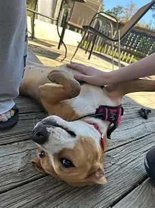 Flower likes belly rubs! 