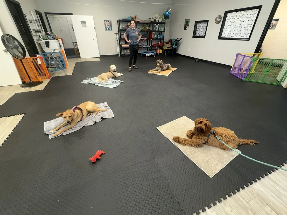 All Dogs Allowed Training