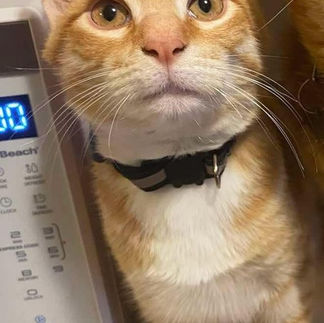 Adopt Milo