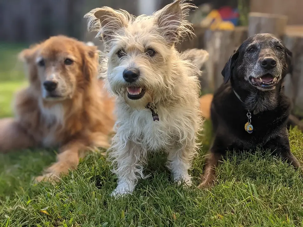 The Good Dogs pictured here: Red Dog Bakery’s Cooper, Britches, and Abby