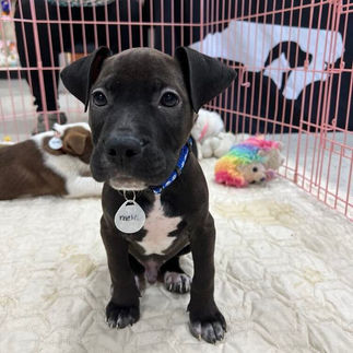 Adopt Blaze
