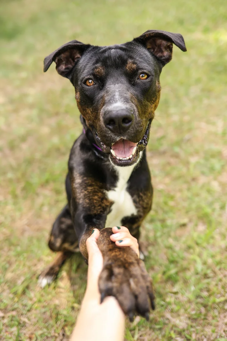 Read the Paws & People Mission
