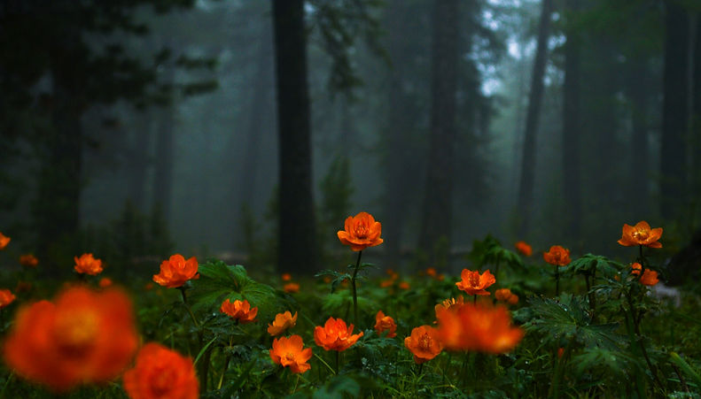 dembee-tsogoo-fn1L9LupApI-unsplash_edited_edited.jpg