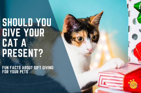 Calico and white cat puts his paw on top of some wrapped presents. Text says: Should you give your cat a present? Fun facts about gift giving for your pets