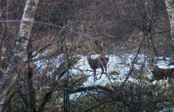 Deer in  Mizubiki Village