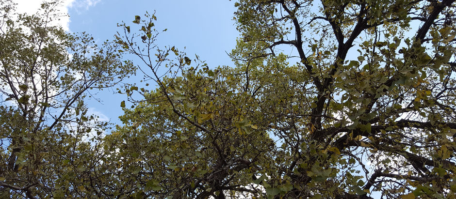 The leafy crown of a basswood tree in midsummer, with blue sky beyond.