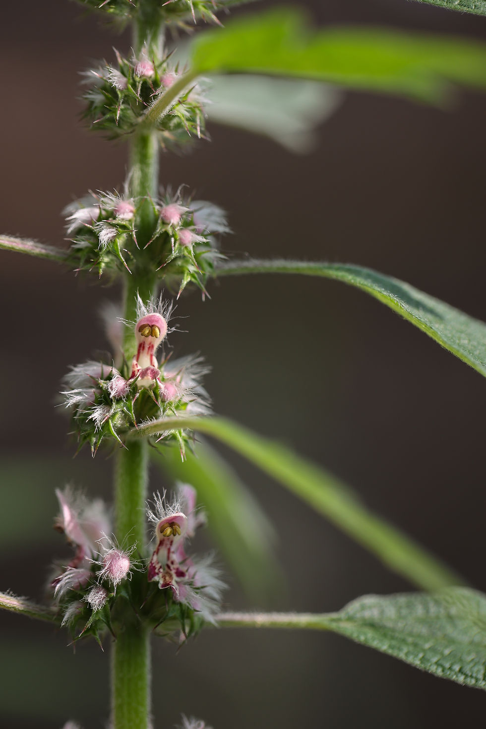 Thumbnail: Motherwort Flower Essence